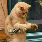 على وضعك
قد كدا