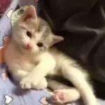 Video Cats