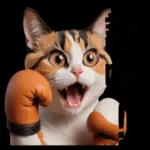 拳擊貓咪的日常喔喔叫