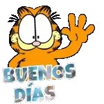 gatos 