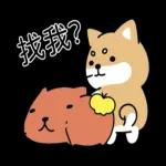 柴語錄 X 水豚君-