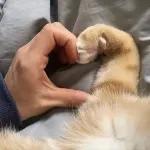 골드브라운 토피넛 라떼