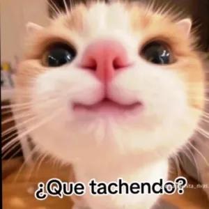 ¿Que tachendo? - getsticker.com