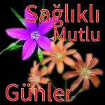 aynur