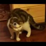 Videocats