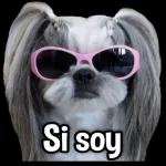 Porqué no me contestas