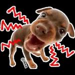 cat and dog 🐶 🐱 