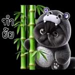 แมวดำ ฮิปโปแคระ