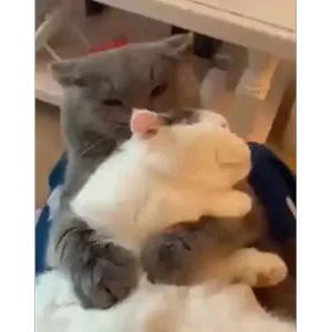 bBeHZ8