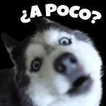 perrito