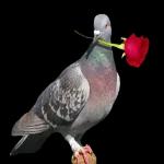 yakup1970ciftci@gmail.com