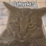 coba kau ketik lagi kata kata bodohmu itu
