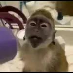 Monkeys
                            Get buck