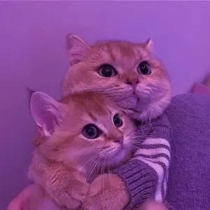 1MqVOK