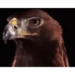 uihbb