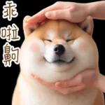 圓柴柴4：柴腹自由 薯條加大