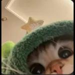 gatitos