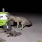 iiikoiiiiii