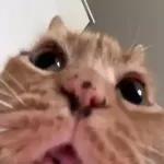 Pussy Cats