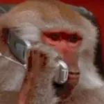 Funny Animals Gif