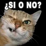 ¿SI O NO?