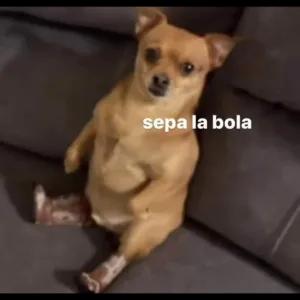 6PTEjX