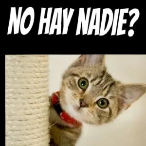 NO HAY NADIE? - getsticker.com