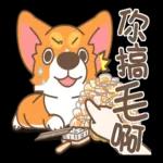 柯基犬椪椪懂吃懂吃！