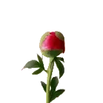 Alishaan