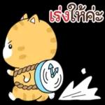 แมวนานาประเภท