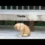 Triste