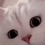 ¡Ven a elegir un gatito!