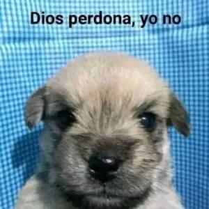 PigBeU