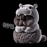 แมวดำ ฮิปโปแคระ