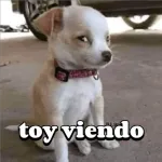Guerra 