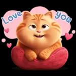 cute cat ❤️❤️