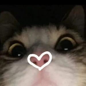SaFjqh