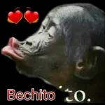 Caes mal