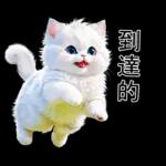 白色的貓尤其可愛