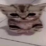 gatos 