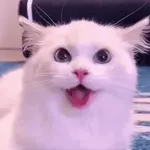 Animado 6