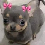 puchaina