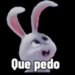 conejos
