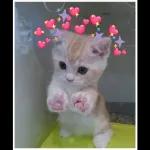 Love is in the air