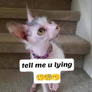 tell me u lying - getsticker.com