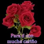 roses for you😘😘😘