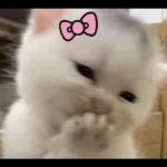 dh lh single,
pastu bnyk
ckp lak