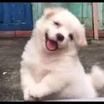 Snowball