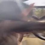 Monkeys
                            Get buck