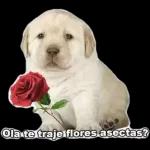 rosas 